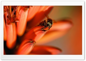 Honey Bee, Red Aloe Flower