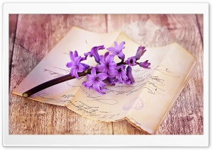 Fresh Hyacinth On Table