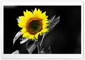 Sunflower Black And White