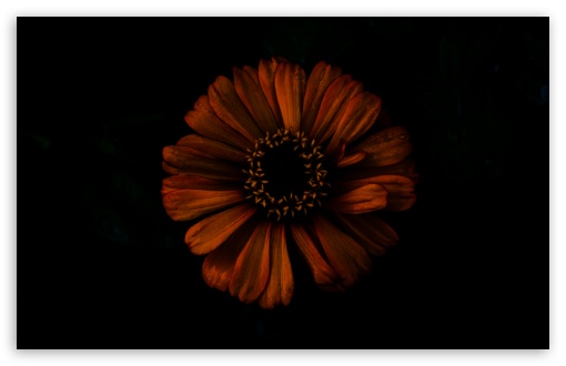 Download Dark Shadow Flower UltraHD Wallpaper