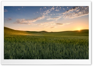 Sun, Wheat Fields near...