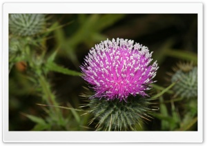 Thistle Blossom