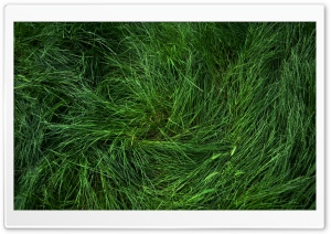 Flattened Grass