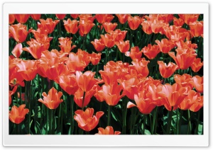 Orange Tulips Field