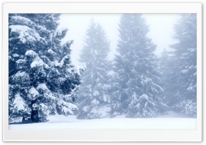 Snowy Trees,  Winter Scenery
