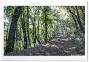 Path Between Trees Santa Pau,...