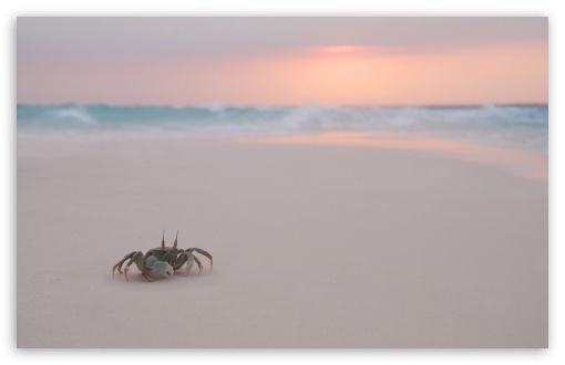 Download Crab On Beach UltraHD Wallpaper