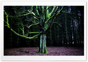 Moss Tree