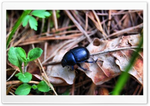 Black Bug