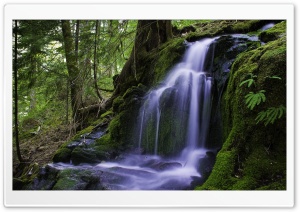 Beautiful Forest Waterfall