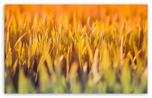Download Grass Under Sun Light UltraHD Wallpaper