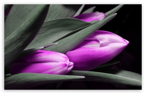 Download Purple Tulips UltraHD Wallpaper