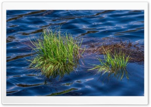 Grass in Lake