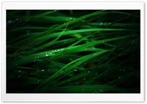 Green Grass Macro