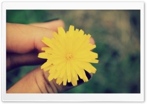 Dandelion Flower