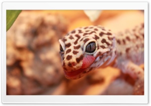 Gecko Leopard