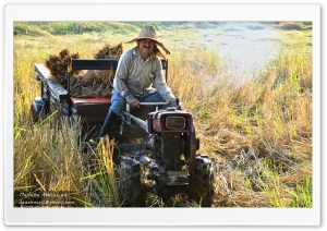 Farmer in Rice field - North...