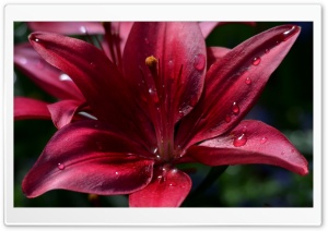 Ruby Red Lily