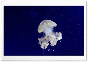 Floating Bell Jellyfish