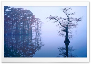 Bald Cypress in Fog, Reelfoot...