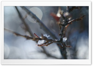 Leafless Branch, Winter
