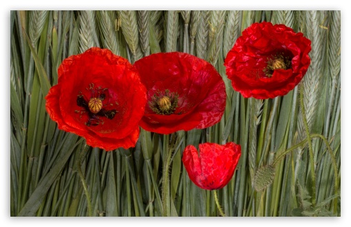 Download Poppy Flowers UltraHD Wallpaper