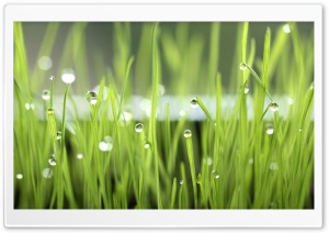 Grass Dew