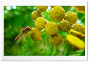 Hoverfly