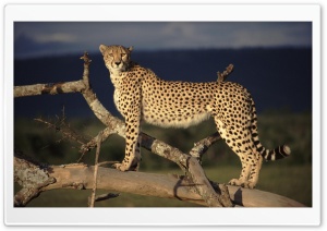 Female Cheetah On The Lookout...