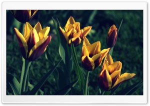 Tulips, Spring