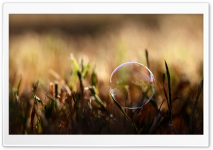 Soap Bubble On Grass
