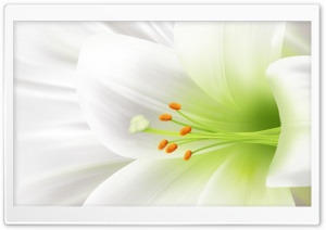White Lily, Easter Flower