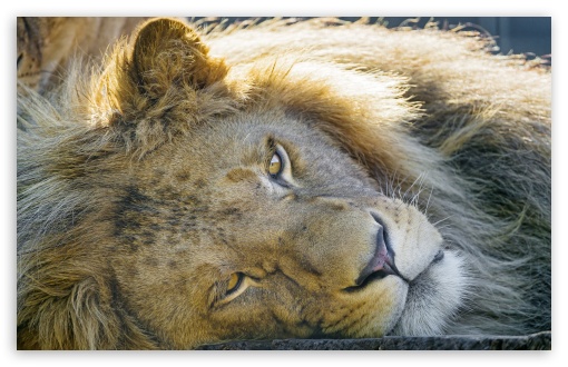 Download Tired Lion UltraHD Wallpaper