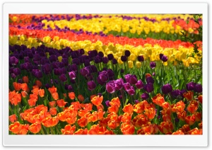 Colorful Tulips 1