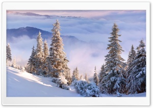Winter Forest On Slope