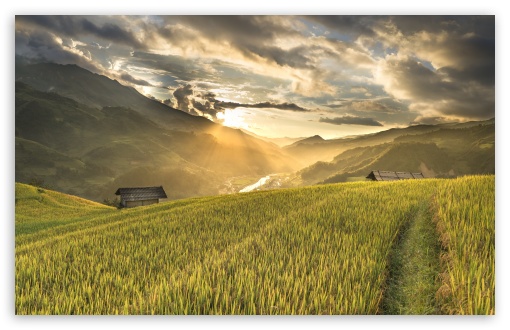 Download Rice Plantations in Vietnam UltraHD Wallpaper
