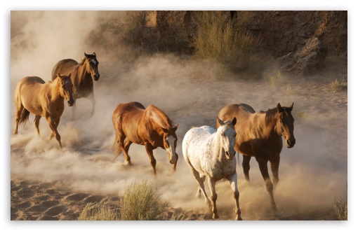 Download Wild Horse Herd UltraHD Wallpaper