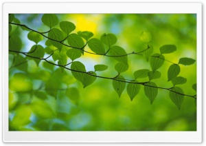 Branch With Green Leaves 19