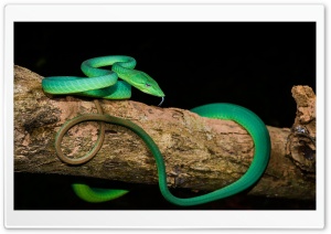 Green Oriental Whip Snake Tree