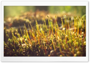 Moss, Morning