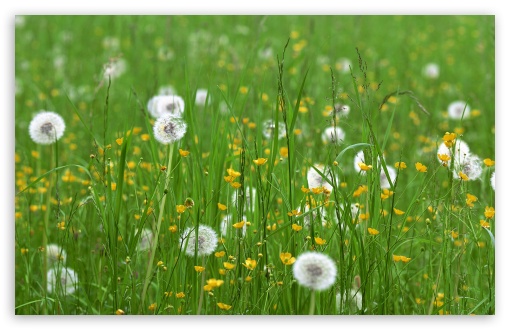 Download Field Of Flowers Spring UltraHD Wallpaper