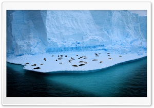 Seals Resting