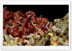 Scorpionfish