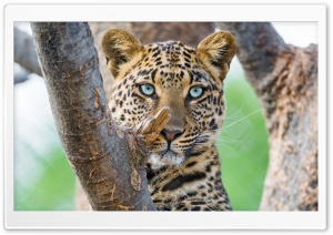 Beautiful Leopard