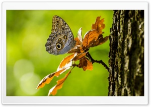 Owl Butterfly