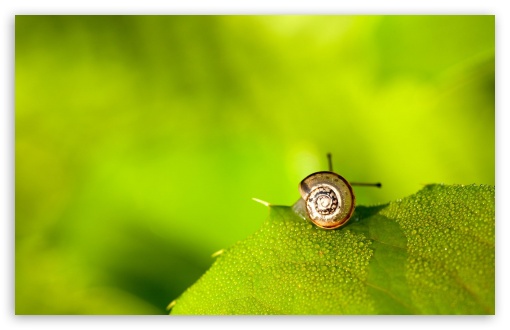 Download Snail On Leaf UltraHD Wallpaper