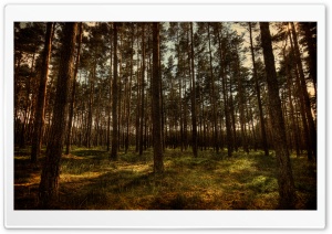 Pine Forest, HDR