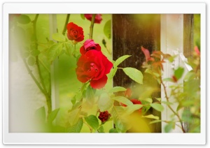 Red Roses   Rosarium Utrecht