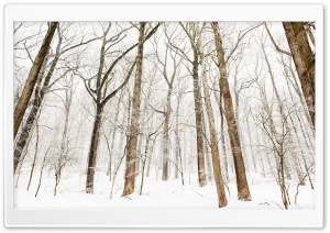Forest Trees, Snow, Winter