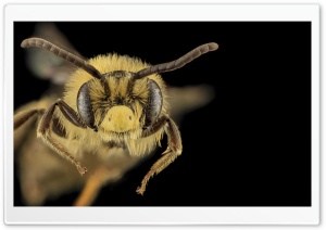 Mining Bee Macro, Andrena...